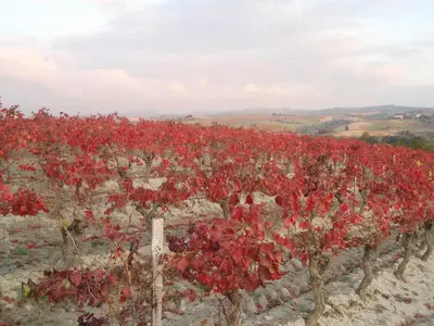 a bunch of red flowers in a vineyard at Cammas de Bas in Montréal