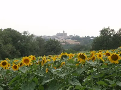 a field of sunflowers with a city in the background at Cammas de Bas in Montréal