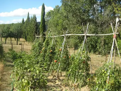 a garden with tomato plants in a field at Pavillon de Villefrancou in Montlaur