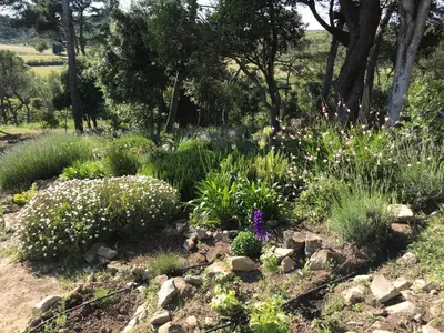 a garden with white flowers and grass and trees at Pavillon de Villefrancou in Montlaur
