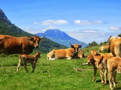a herd of cows in a field of grass at Apartment the Haven in Cucugnan