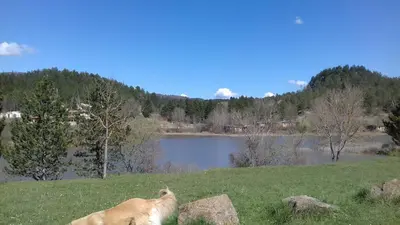 a dog standing in the grass near a lake at Le gite de Cristal proche Bugarach in Granès