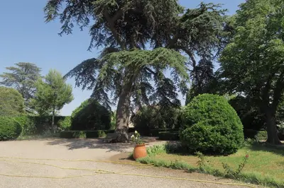 a large tree in a garden with bushes at Le Domaine de Fraissinet in Ouveillan