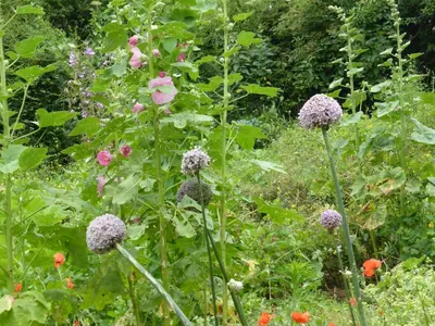 a garden with many different types of flowers at La Bouriotte Chambre d'hôtes Bouton D'Or in Labastide-Rouairoux