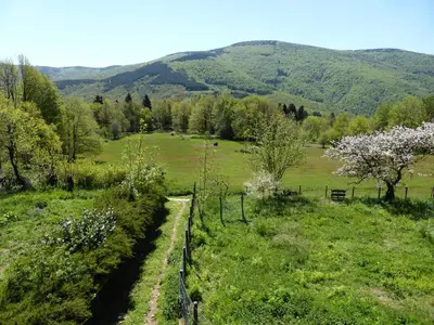 a path in a field with trees and mountains at La Bouriotte Chambre d'hôtes Bouton D'Or in Labastide-Rouairoux