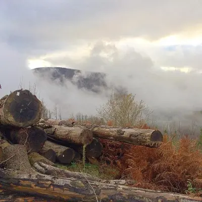 a pile of logs with a mountain in the background at La Bouriotte Chambre d'hôtes Bouton D'Or in Labastide-Rouairoux