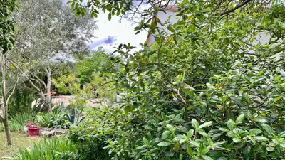 a garden with a tree with fruits on it at Aux Belles Vacances - ADULTS ONLY in Caux-et-Sauzens