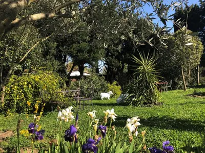 a garden with flowers and a white cat in the background at Aux Belles Vacances - ADULTS ONLY in Caux-et-Sauzens