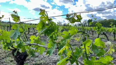 a row of green plants in a vineyard at Aux Belles Vacances - ADULTS ONLY in Caux-et-Sauzens