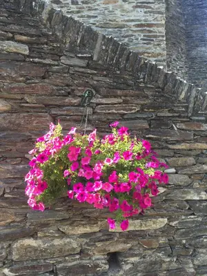 a flower pot hanging on a stone wall at Les Volets Verts in Miraval-Cabardès