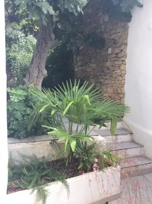 a plant in a planter next to a tree at Maison Ancienne Minervois in La Caunette