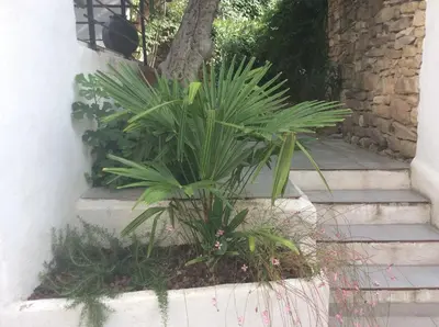 a plant in a pot next to some stairs at Maison Ancienne Minervois in La Caunette