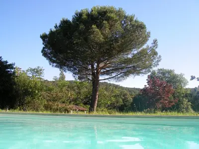 a tree in the middle of a field with a tree at La Lauze in Vielmur-sur-Agout