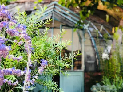a bunch of purple flowers in front of a greenhouse at O'palmier Caché in Saint-Marcel