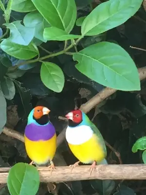 two colorful birds sitting on a tree branch at O'palmier Caché in Saint-Marcel