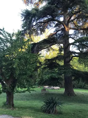a park with a bench under two large trees at Les cèdres in Chalabre