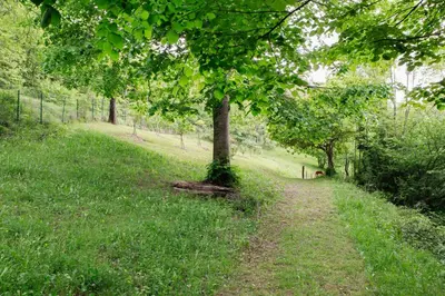 a tree on a path in a field at Moulin d'entre les roches in Puivert