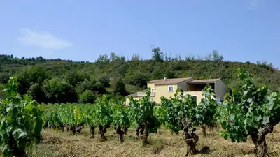 a field of vines with a house in the background at Gîte Vigneron du Domaine d'Alon in Magrie