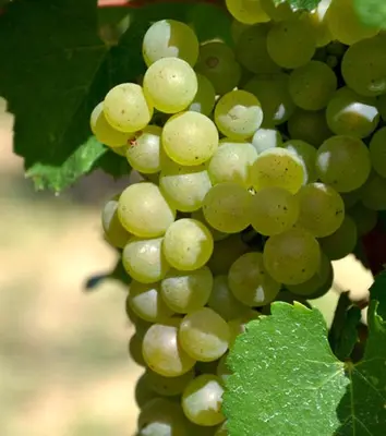a bunch of green grapes on a vine at Gîte Vigneron du Domaine d'Alon in Magrie