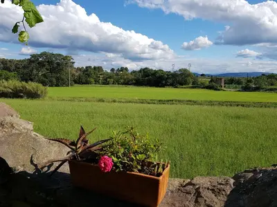 a potted plant sitting on a rock next to a field at La Belle Minervoise in Saint-Frichoux