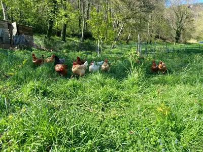 a group of ducks standing in the grass at Nabat le Haut, chambre et table d'hotes in Courniou
