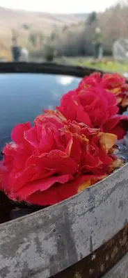 a pile of red roses sitting on top of a table at Gîte rural, relais équestre Le Tulipier in Pradelles-Cabardès