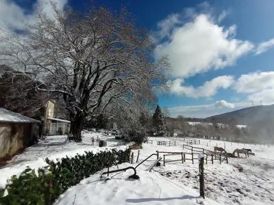 a snow covered field with a tree and horses in the background at Gîte rural, relais équestre Le Tulipier in Pradelles-Cabardès