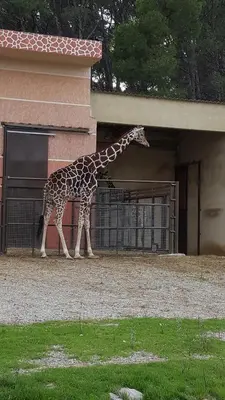 a giraffe standing next to a building at Appartement Le Flamant Rose in Port-la-Nouvelle