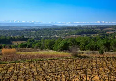 a field of vines with mountains in the background at Contact Hôtel Le Minervois - Hôtel & Restaurant Au nord de Carcassonne in Caunes-Minervois