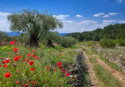 a field of red poppies and a tree at Contact Hôtel Le Minervois - Hôtel & Restaurant Au nord de Carcassonne in Caunes-Minervois