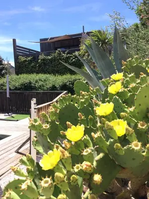 a cactus with yellow flowers in a garden at La Poussada, maisons écologiques avec vue mer in Lapalme
