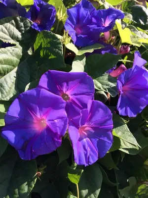 a group of purple flowers with green leaves at La Poussada, maisons écologiques avec vue mer in Lapalme