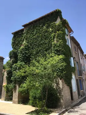 a building covered in green ivy on a street at Entre l'église et la place in Quillan