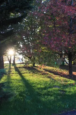 a group of trees with pink flowers in a park at Gite La Luciole in Tourtrol