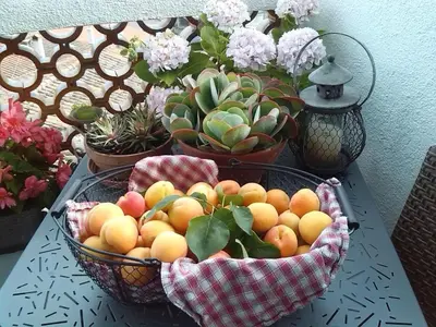 two baskets of oranges on a table with potted plants at Chez Pierre in Bélesta