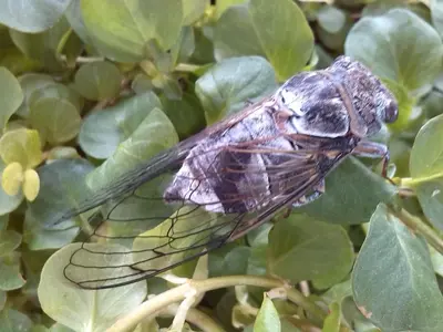 a fly sitting on a green plant at Chez Pierre in Bélesta