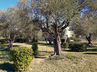 a tree in the middle of a field with bushes at location Silvis dans la propriété Elaia in Tourouzelle