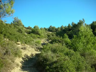 a dirt trail through a hill with trees on it at location Silvis dans la propriété Elaia in Tourouzelle