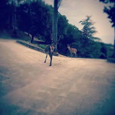 two animals are walking down a dirt road at Domaine Saint Andrieu in Greffeil