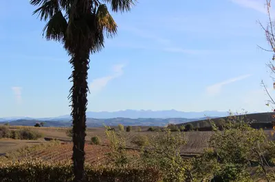 a palm tree in a field with mountains in the background at Le Petit Cinq in Brézilhac