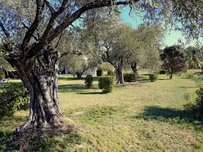 a tree in the middle of a grass field at location Phoebé dans la propriété Elaia in Tourouzelle
