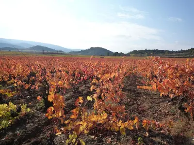 a field of crops with red and yellow leaves at Château Villemagne in Lagrasse