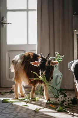 a goat standing next to a vase with flowers at Château Les Carrasses in Capestang