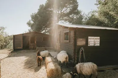 a group of sheep standing next to a barn at Château Les Carrasses in Capestang
