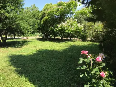 a bush with pink roses in a field with trees at Maison Majorelle in Moussoulens