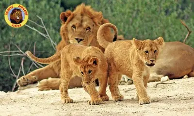 a group of three lions standing in the dirt at Camping Sigean in Sigean