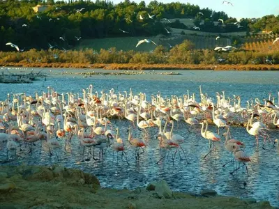 a flock of pink flamingos standing in the water at Camping Sigean in Sigean