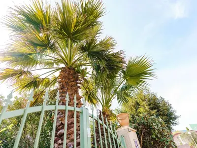 two palm trees behind a white fence at Pavillon 3 pièces avec Terrasse à Gruissan - 4 Couchages, Animaux Admis, Parking Privé - FR-1-409-31 in Gruissan