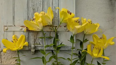 a bunch of yellow flowers next to a door at Gîte Wistéria in Mazamet