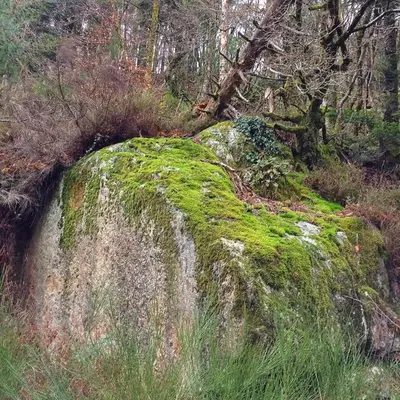 a large rock covered in green moss in a forest at La Bouriotte, chambre d'hôtes Sycomore, in Labastide-Rouairoux